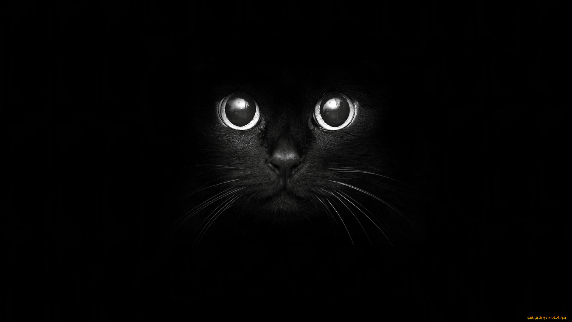 , , black, cat, , 